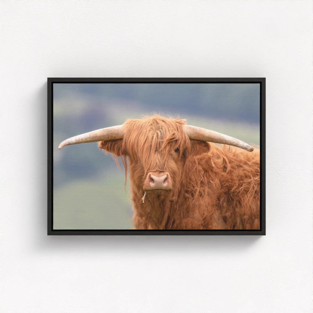 Highland Cow - Print / Framed / Canvas Photographic Wall Art