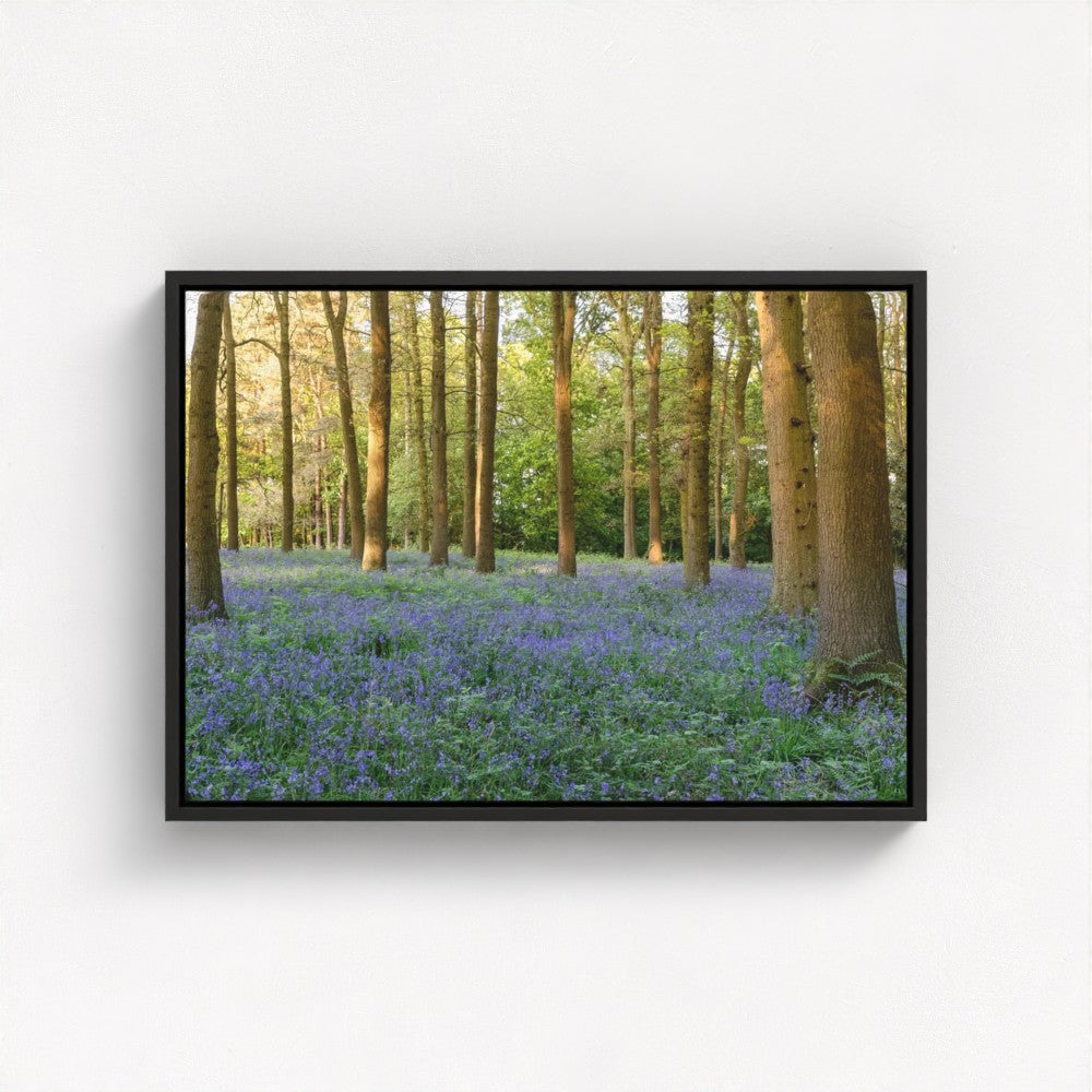 Woodland Bluebells - Print / Framed / Canvas Photographic Wall Art