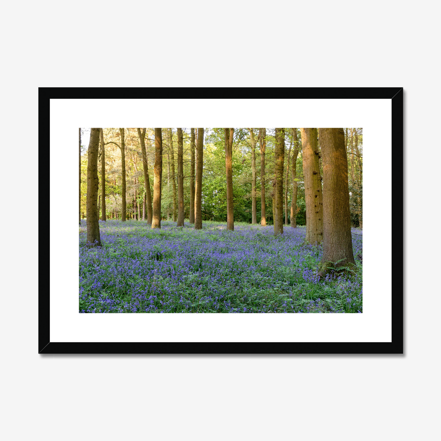 A carpet of woodland bluebells