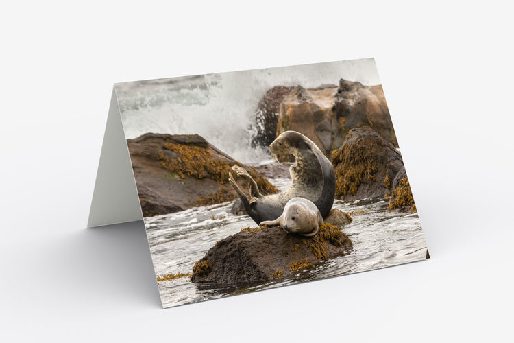 Greeting Cards - Wildlife