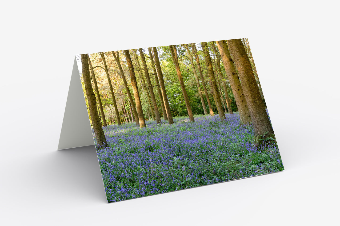 Woodland Bluebells, Derbyshire - Blank Inside, A5 Greetings Card with Envelope