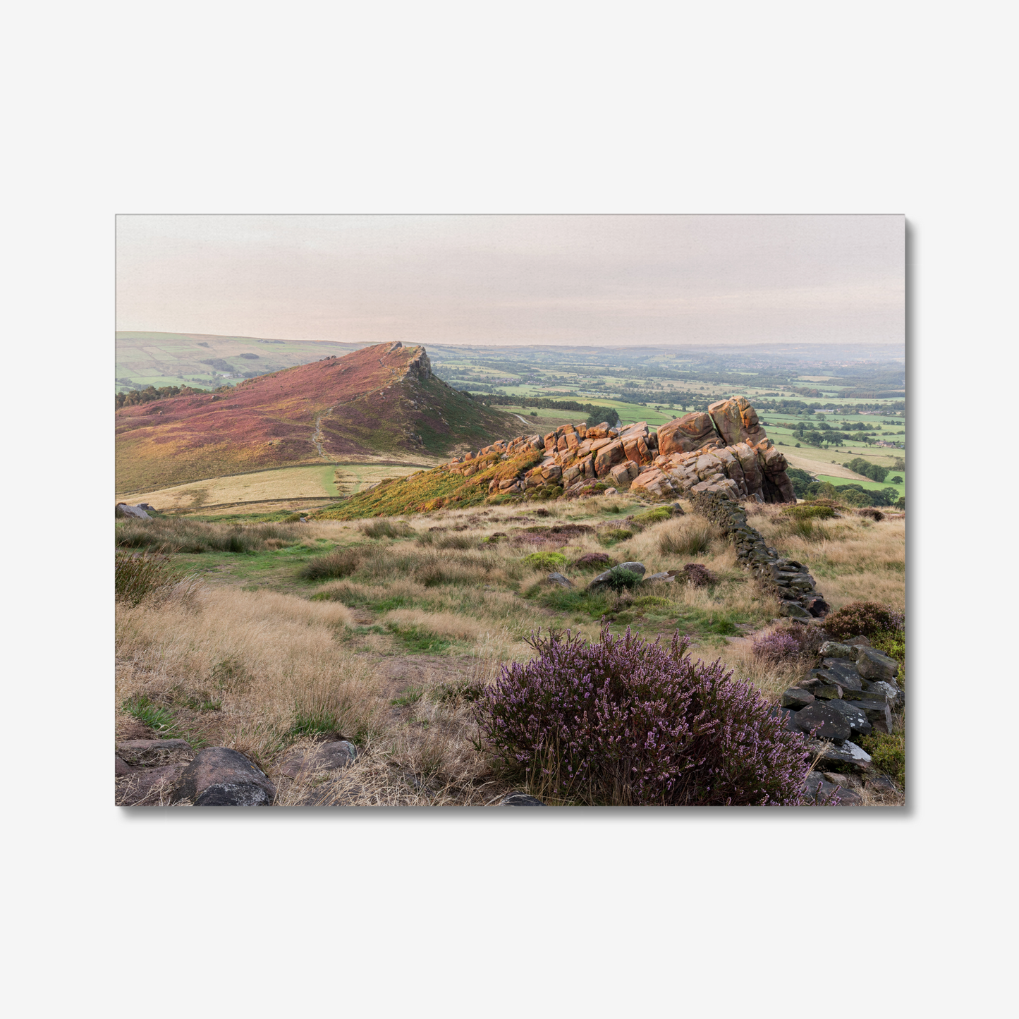 Heather on Hen Cloud, The Roaches - Print / Framed / Canvas Photographic Wall Art