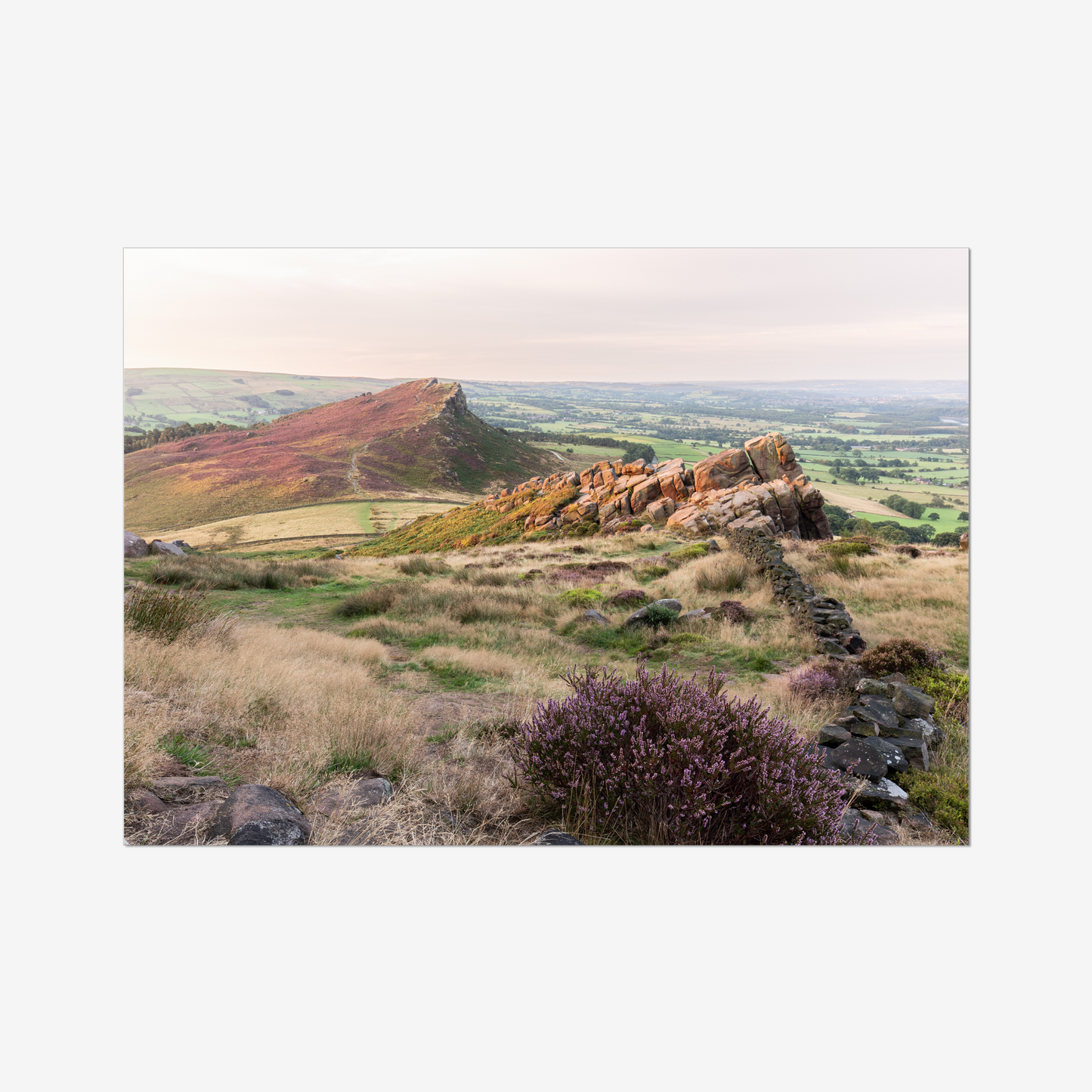 Heather on Hen Cloud, The Roaches - Print / Framed / Canvas Photographic Wall Art