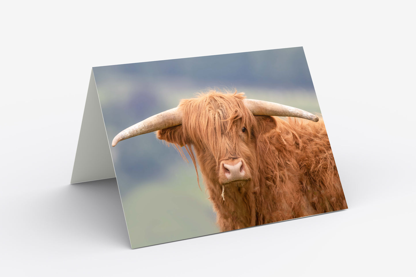 Highland Cow - Blank Inside, A5 Greetings Card with Envelope