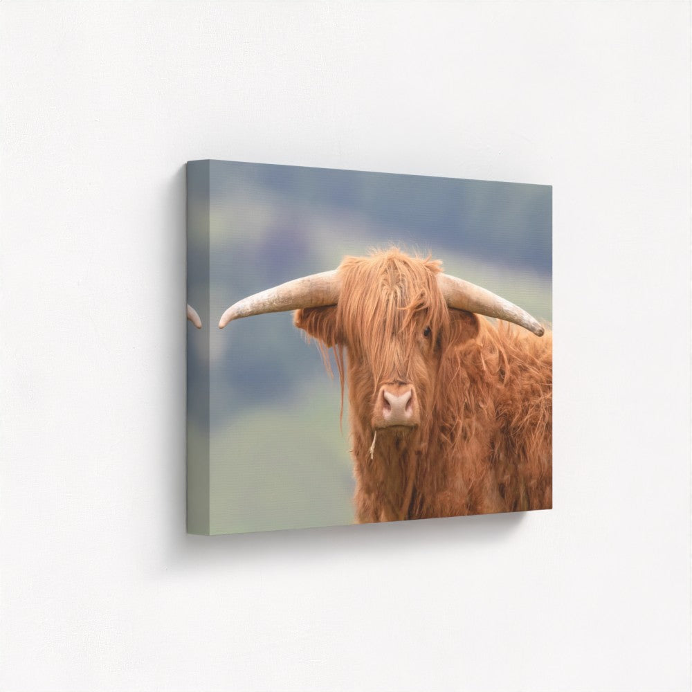 Highland Cow - Print / Framed / Canvas Photographic Wall Art