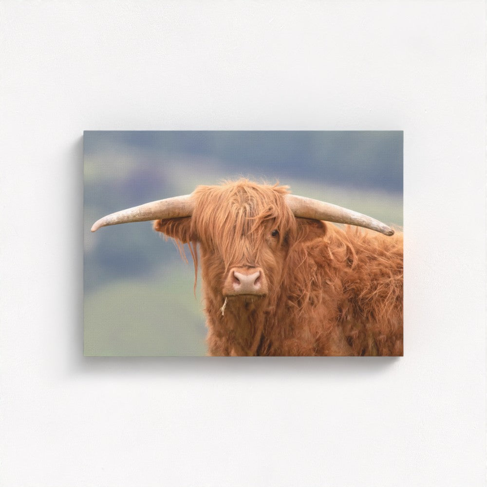 Highland Cow - Print / Framed / Canvas Photographic Wall Art