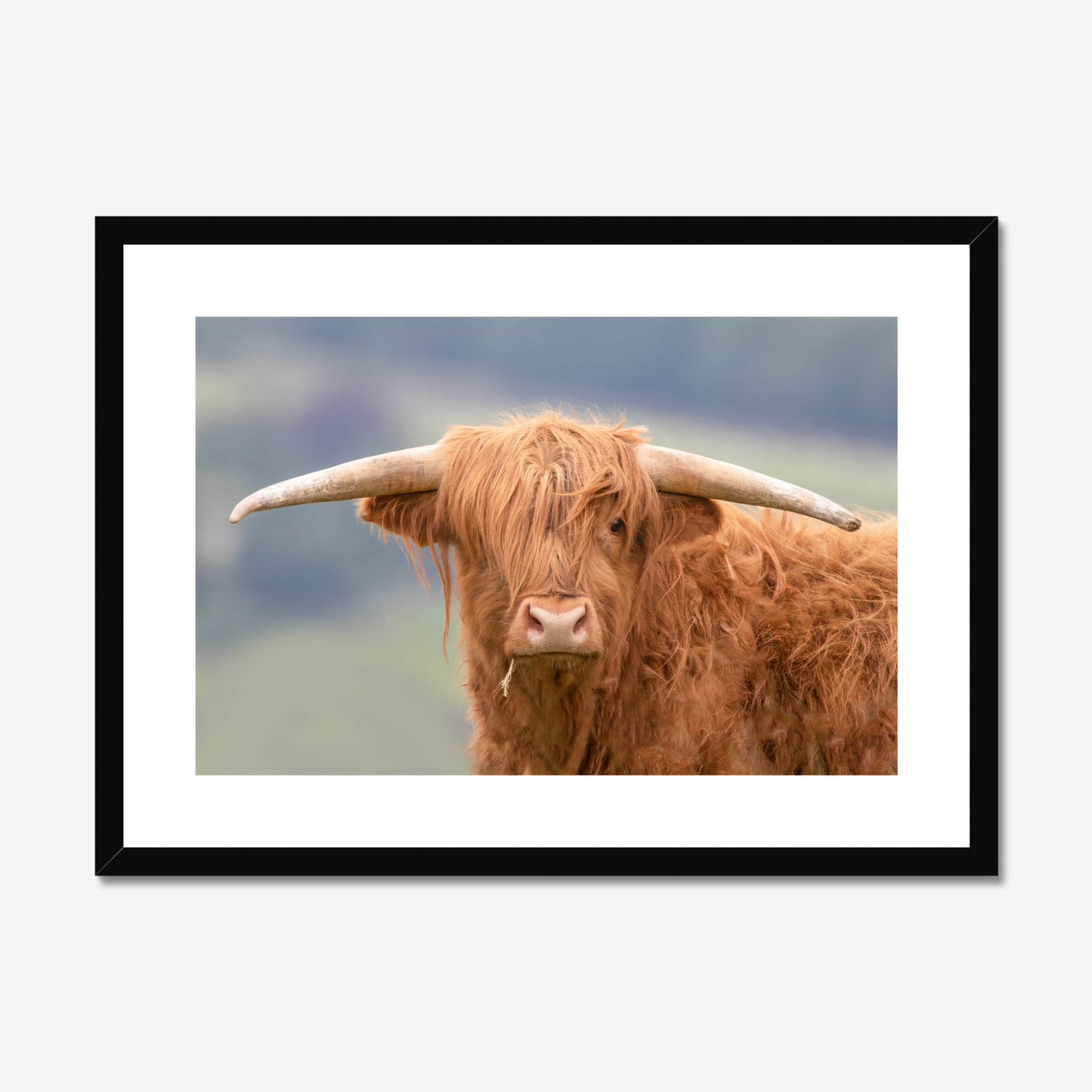 Highland Cow - Print / Framed / Canvas Photographic Wall Art