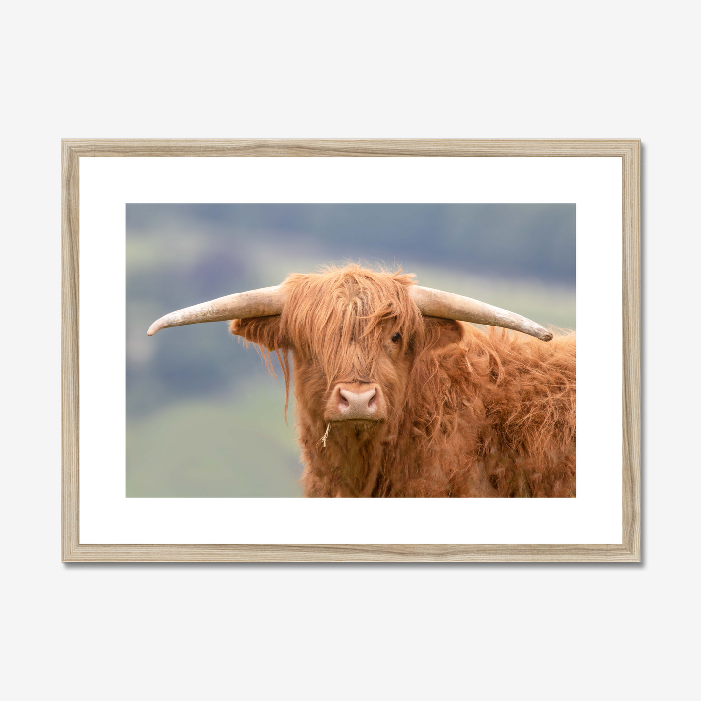 Highland Cow - Print / Framed / Canvas Photographic Wall Art