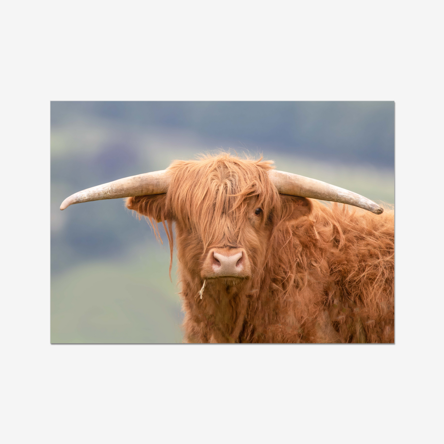 Highland Cow - Print / Framed / Canvas Photographic Wall Art