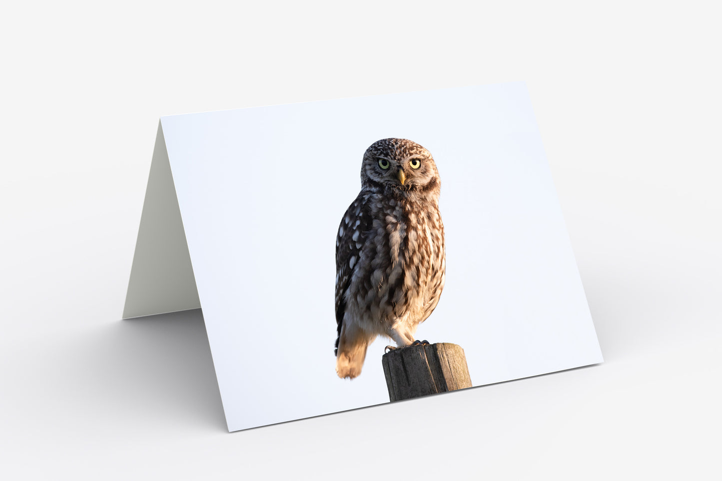 Little Owl, Winster, Derbyshire - Blank Inside, A5 Greetings Card with Envelope