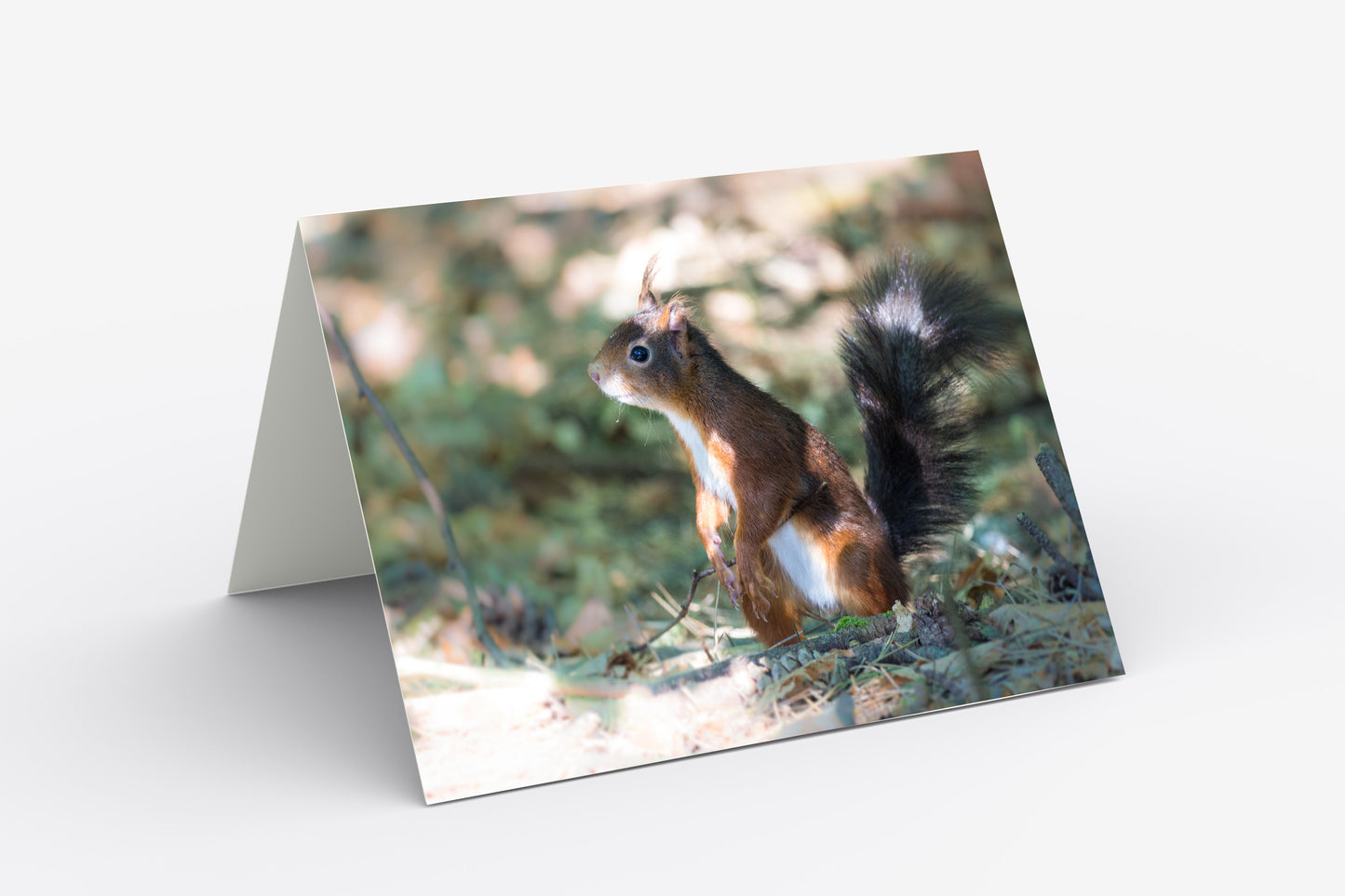 Red Squirrel - Blank Inside, A5 Greetings Card with Envelope