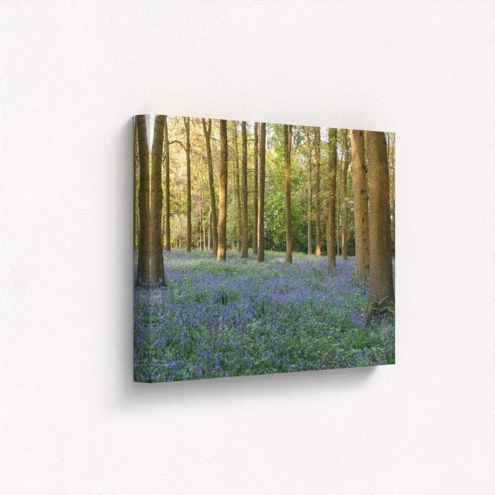 Woodland Bluebells - Print / Framed / Canvas Photographic Wall Art