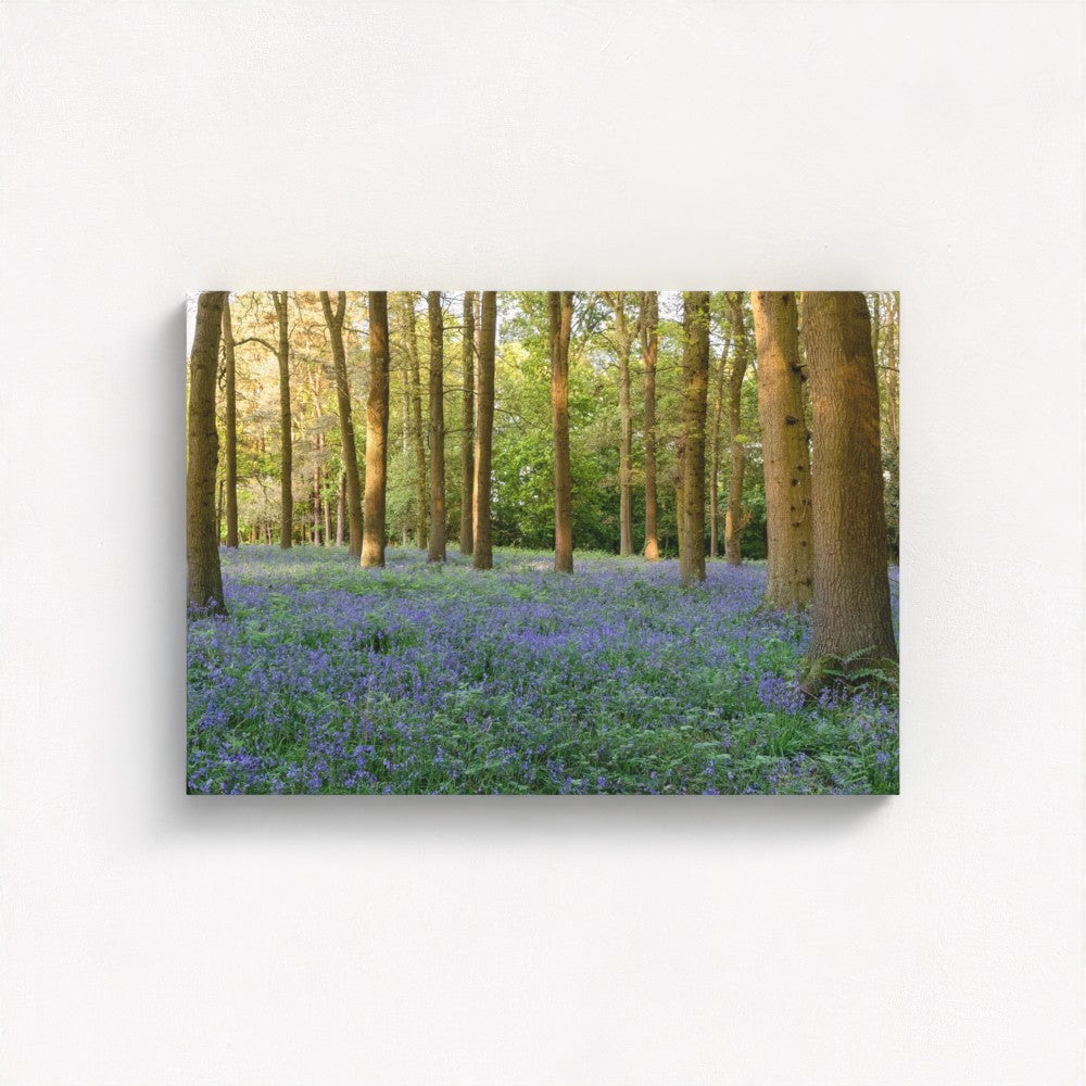 Woodland Bluebells - Print / Framed / Canvas Photographic Wall Art