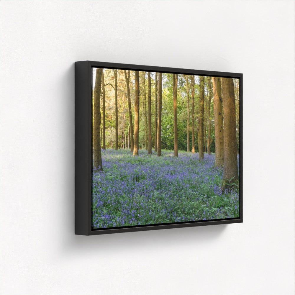 Woodland Bluebells - Print / Framed / Canvas Photographic Wall Art