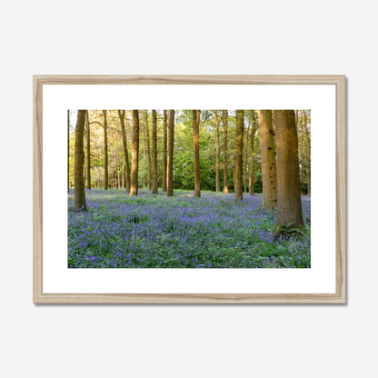 Woodland Bluebells - Print / Framed / Canvas Photographic Wall Art