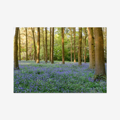 Woodland Bluebells - Print / Framed / Canvas Photographic Wall Art